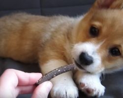 (Video) Having a Bad Day? Here are 35 Corgis That’ll Make it More Than Okay Again!