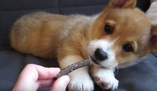 corgi-puppy