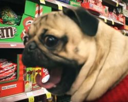 (Video) This Pug Parody of “All I Want for Christmas…” is Food Has Me Laughing Non-Stop!