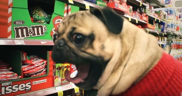 doug-the-pug-yawning-by-food