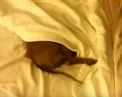 (Video) This Cute Doxie is Nowhere to be Found in Mommy’s Bed. When She’s Called? OMG, so Cute!