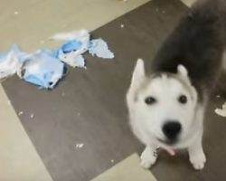 (Video) Husky Pup is Called a Cry Baby. How She Hilariously Vocalizes Her Dismay? ROFL!