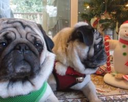 (Video) This Pug Knows How to Celebrate the Holidays… by Attacking Singing Snowmen! LOL!