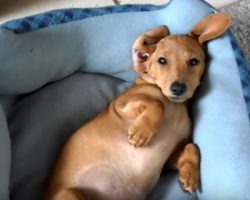 (Video) Seeing This Little One Trying to Wake Up Will Instantly Turn a Frown Upside Down!