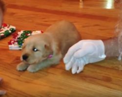 (Video) This Getting a Puppy for Christmas Compilation Will Put Everyone in the Holiday Spirit and Then Want Another Doggie! LOL!