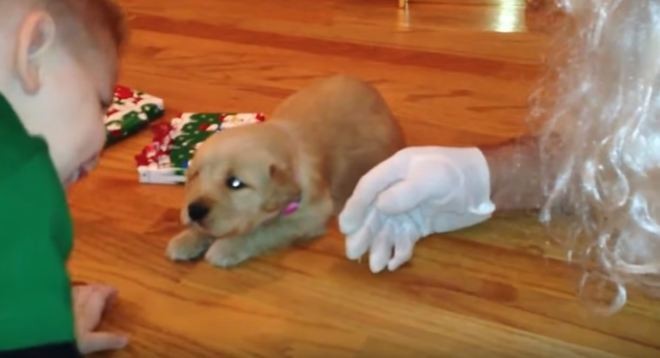puppy-for-christmas