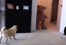 (Video) Poor Puggy Poops After Being Frightened by a Teddy Bear