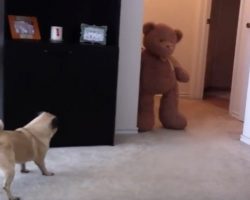 (Video) Poor Puggy Poops After Being Frightened by a Teddy Bear