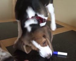 (Video) Adorable Beagles Help Mom Make a at Home Cinema – They’re Quite the Little Helpers