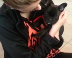(Video) Husband Surprises His Wife With a Baby Frenchie and it’s the Sweetest Thing Ever!