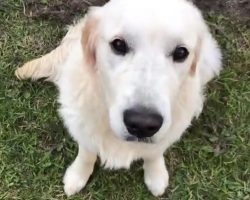 (Video) Golden Retriever Wreaks Havoc on the Backyard While Mom is Away at Work. Wow!