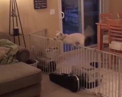 (Video) Mischievous Pups Conspire How to Get Out of Their Play Pen