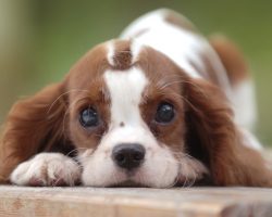 The Emotions Dogs Truly Experience on a Daily Basis Are Astounding