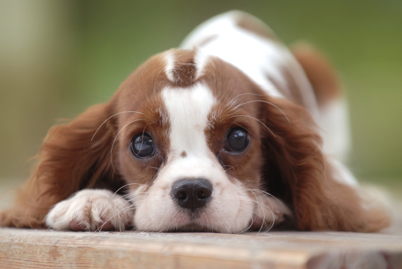 cute dog laying down at park