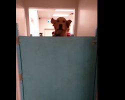 (Video) When a Pooch Catches a Glimpse of His Owner at Doggy Daycare, I Still Can’t Believe What Happens Next!