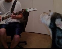 (Video) Dog Puts on His Best Singing Voice for the Blues – He’s a Natural!