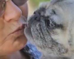 (Video) This Pug’s Disabilities Are Not Slowing Her Down. This is Truly Inspiring!
