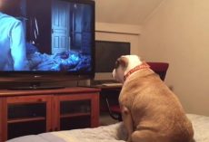 (Video) Protective Pooch Does Her Best to Protect Family From Scary Movie