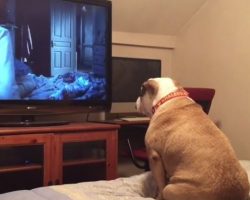 (Video) Protective Pooch Does Her Best to Protect Family From Scary Movie