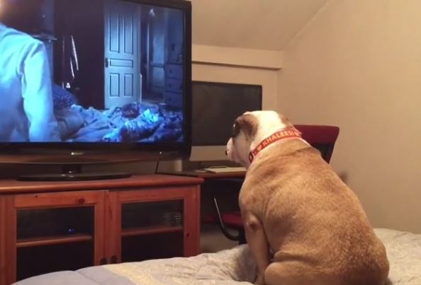 Dog Watches Scary Movie