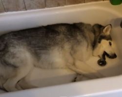 (Video) Mom Pulls Back Shower Curtain to Find Husky in Tub, Hilarity Ensues