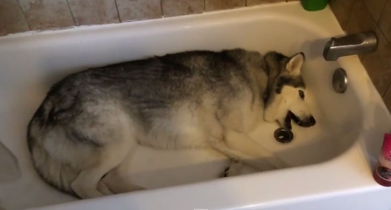 Husky in tub