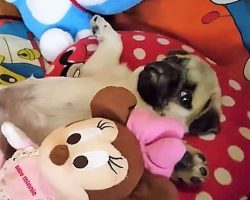 (Video) Pug Takes Relaxing to a New Level by Laying Next to Her Favorite Stuffed Animals and We Love It