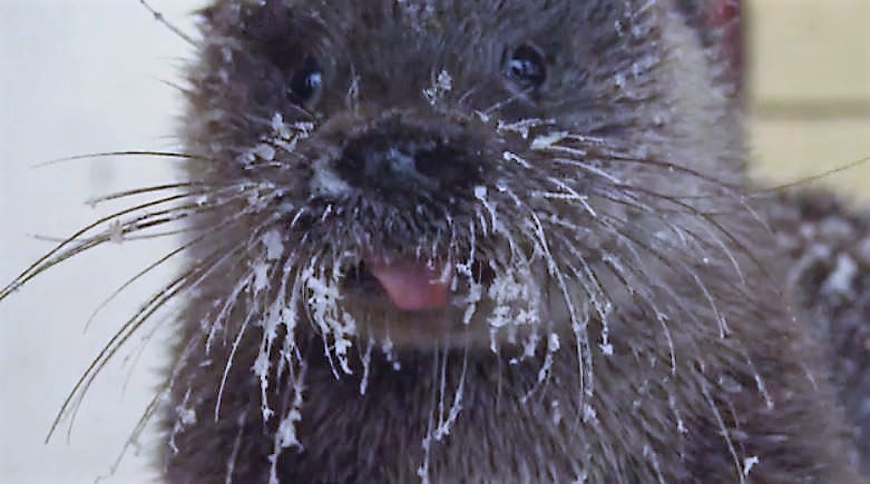 Zeppo the Otter