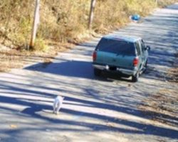 Officer Watches Footage of Man Abandoning Dog, Shortly After Something Incredible Happens