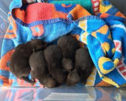 Man Discovers 5 Abandoned Puppies, Soon After Realizes They’re Something Totally Different