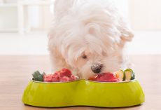 Learn About the Fruits and Vegetables That Can Hurt or Kill a Dog