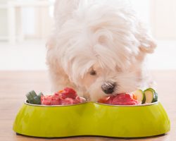 Learn About the Fruits and Vegetables That Can Hurt or Kill a Dog