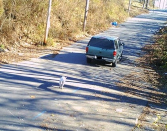 dog on the side of the road