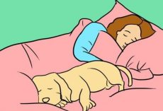4 Surprising (Yet Wonderful) Reasons a Dog Should Sleep by His Human’s Side Every Night