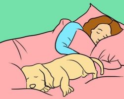 4 Surprising (Yet Wonderful) Reasons a Dog Should Sleep by His Human’s Side Every Night