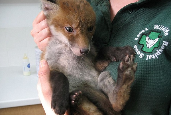 fox after bath