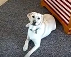 (Video) Dad Comes Home After a Long Day at Work and This Pup Knows Just What to Do