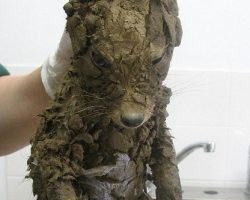 Workers Find What Appears to be a “Muddy Puppy” Trapped in Hole, But Their Jaws Drop Open After He’s Cleaned Off!