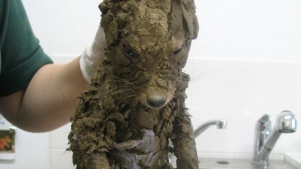 muddy doggy