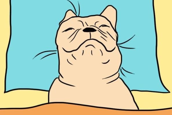 sleeping dog
