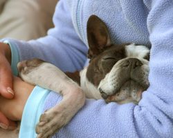 How to Protect a Pooch During Rabies Season