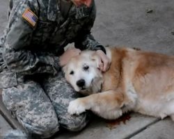 (Video) Elderly Golden Retriever Cries With Joy When Soldier Comes Home From a Long Journey