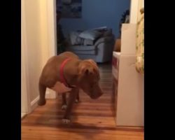 (Video) Doggy Knows That the Cat is Sleeping, so Literally Tiptoes Down the Hallway