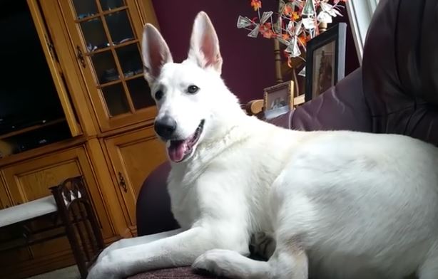 white shep