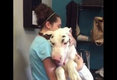 (Video) Loving Great Dane Greets Owner After Spending Days Apart – Aww!