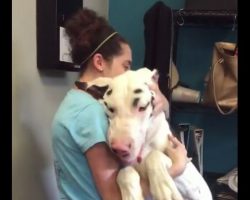 (Video) Loving Great Dane Greets Owner After Spending Days Apart – Aww!