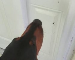 (Video) Doberman Gets Quite Upset at a Spider for Catching a Fly in Her Web