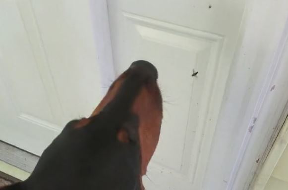 Doberman Spider and Fly