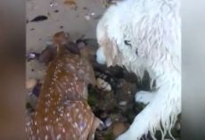 (Video) Golden Retriever Brings Us to Tears When He’s Seen Rescuing a Baby Deer