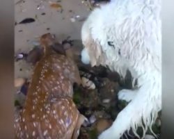 (Video) Golden Retriever Brings Us to Tears When He’s Seen Rescuing a Baby Deer